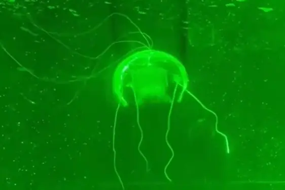 &ldquo;水下幽靈&rdquo;問世！西工大研制透明仿生水母機器人：功耗僅28.5毫瓦